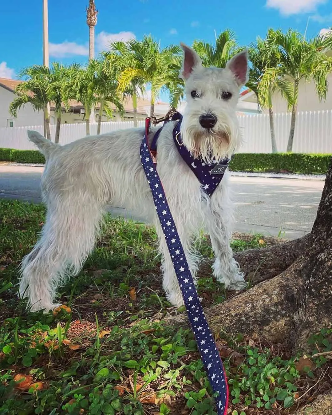 American Dream Dog Harness