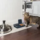 Digital Two Meal Feeder