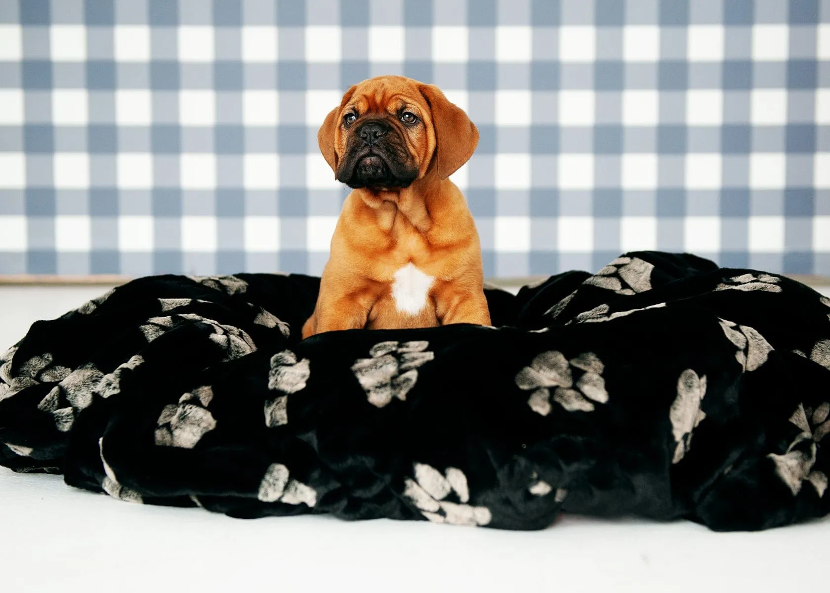 Dog Blanket JulesRoche Extra Plush Minky Animal Print