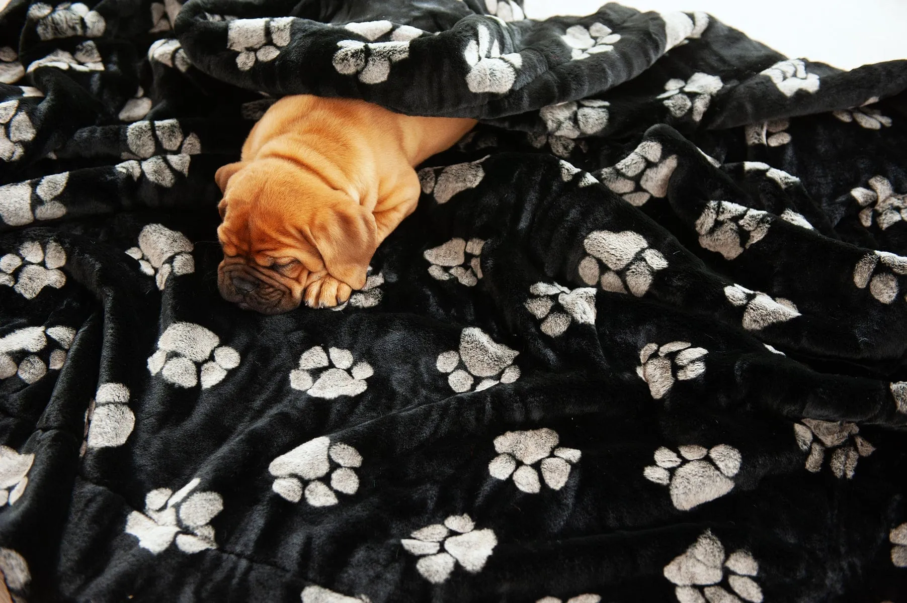 Dog Blanket JulesRoche Extra Plush Minky Animal Print