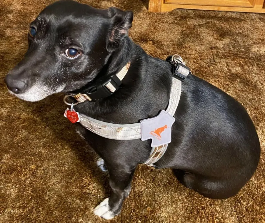 Doggy Tales Realtree Step In V Harness, Snow
