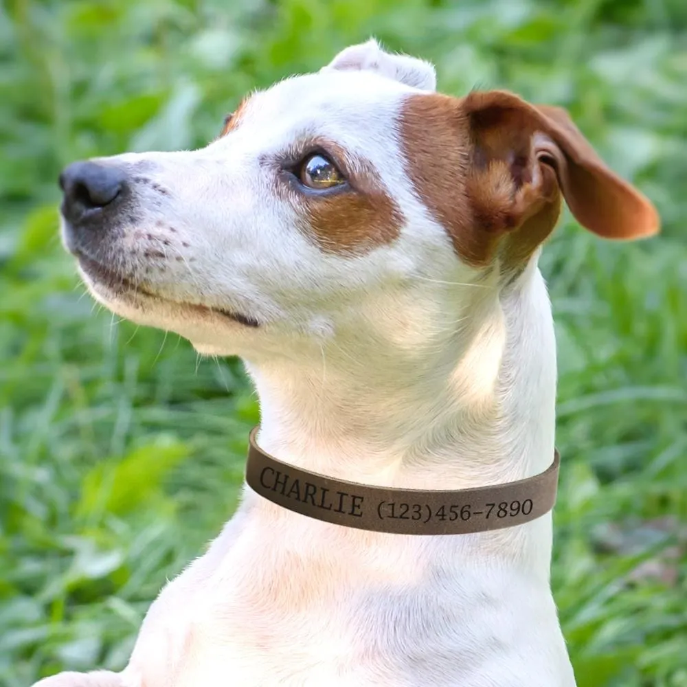 Personalized Genuine Leather Pet ID Collar