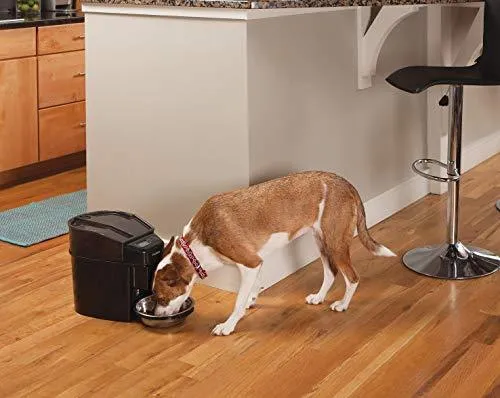 PetSafe Healthy Pet Simply Feed Automatic Pet Feeder, Dispenses Dog Food or Cat Food, Digital Clock
