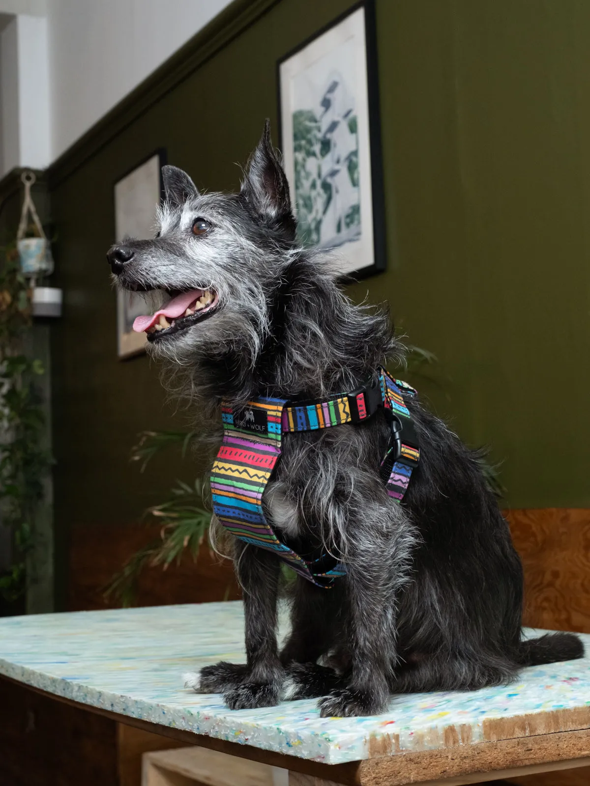 Rainbow Stripe Dog Harness