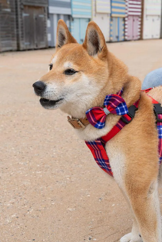 Shuka Red Dog Harness
